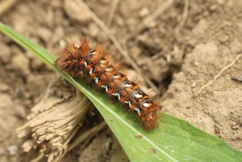 Acronicta rumicis